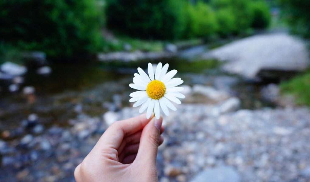 Pessoa oferecendo flores como símbolo de pequenas atitudes que transformam o mundo