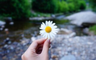 Pessoa oferecendo flores como símbolo de pequenas atitudes que transformam o mundo