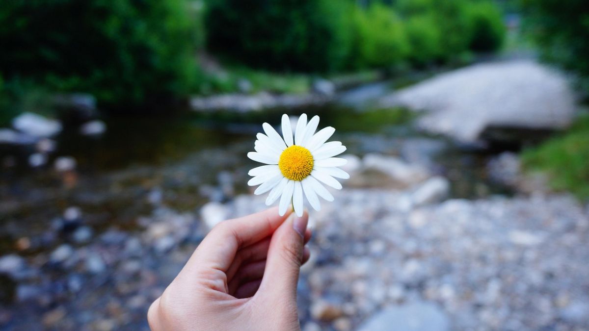 Pessoa oferecendo flores como símbolo de pequenas atitudes que transformam o mundo