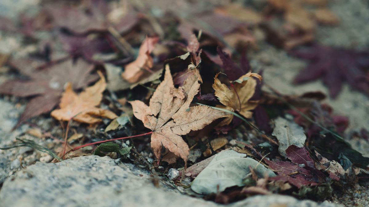 Paisagem natural serena representando o caminho simples do autoconhecimento