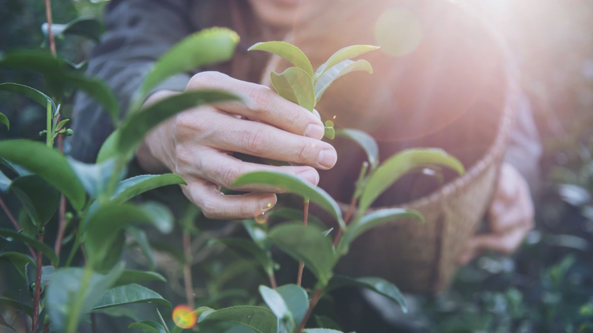 Mulher colhendo ervas para tratamento de medicina natural