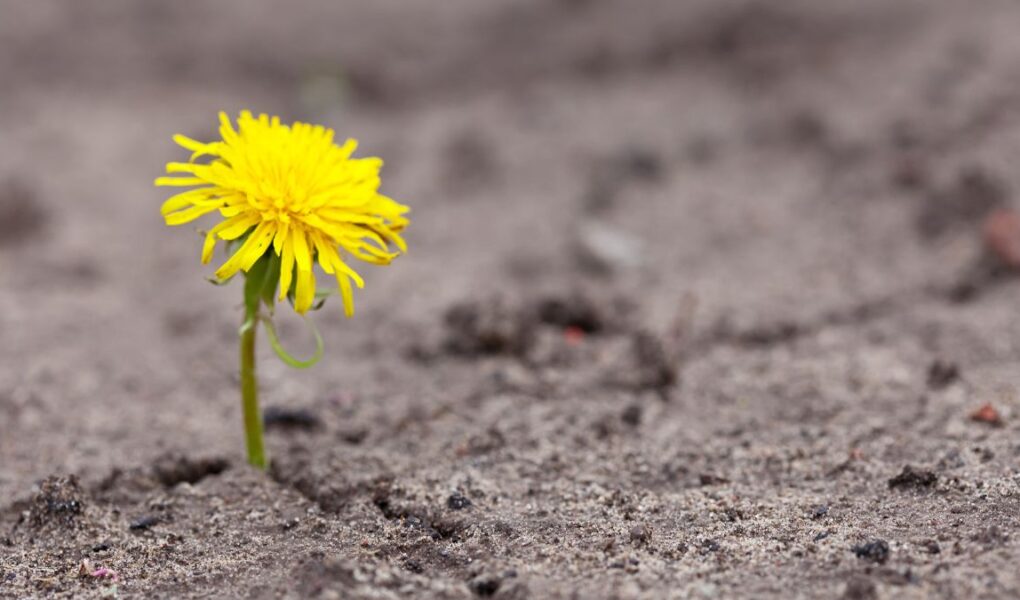 Flor nascendo no meio do concreto como uma analogia ao poder da gratidão mesmo nos dias dificieis
