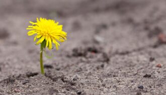 Flor nascendo no meio do concreto como uma analogia ao poder da gratidão mesmo nos dias dificieis