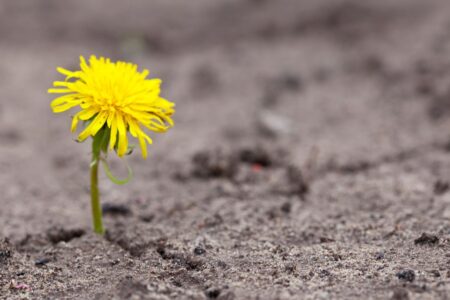 Flor nascendo no meio do concreto como uma analogia ao poder da gratidão mesmo nos dias dificieis
