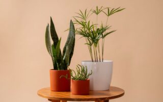 Plantas que purificam os ambientes e são fáceis de cuidar