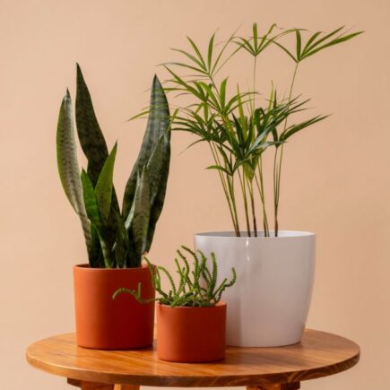 Plantas que purificam os ambientes e são fáceis de cuidar