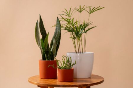 Plantas que purificam os ambientes e são fáceis de cuidar