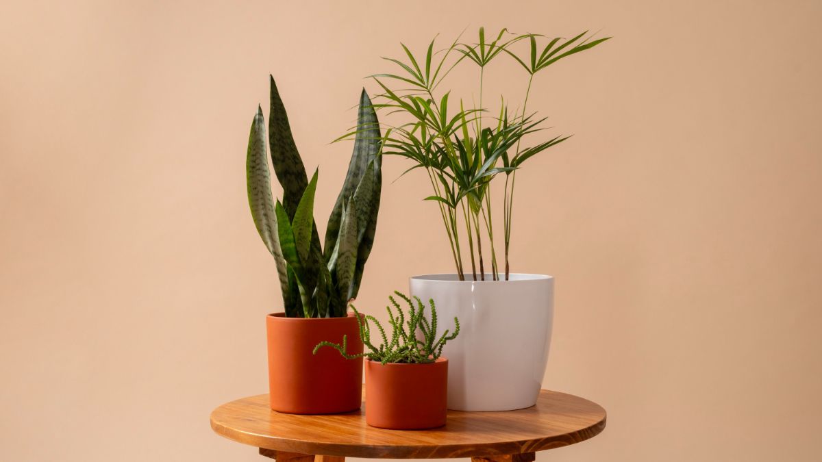 Plantas que purificam os ambientes e são fáceis de cuidar